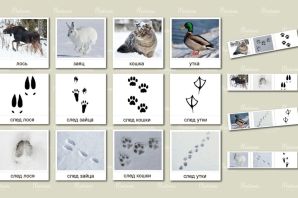 Следы животных на снегу картинки
