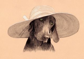 Картинки шляпы животного