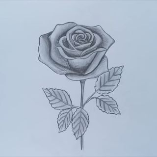 Легкие картинки розы