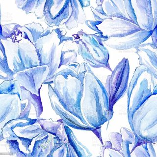 Картинки голубые тюльпаны
