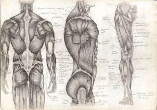 Мышцы спины человека картинки