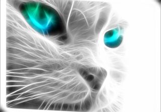 Картинки черная кошка с голубыми глазами