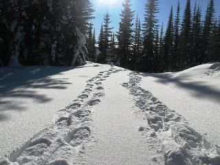 Следы на снегу в лесу картинки