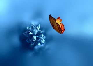 Картинки на экран бабочки
