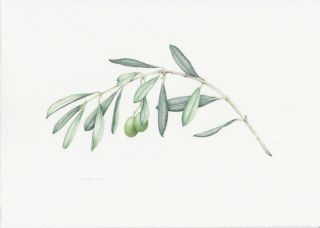 Оливковая ветвь картинка