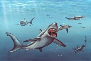 Картинки акула мегалодон