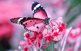 Бабочки картинки красивые на телефон