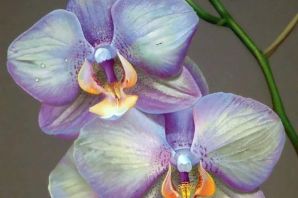 Картинки орхидеи красивые
