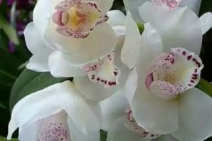 Красивые картинки орхидеи с добрым утром