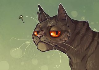Картинки мудрый кот