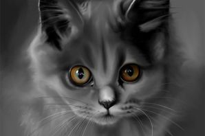 Серый котенок картинка