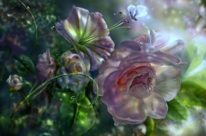 Цветы картинки красивые нежные необычные розы