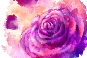 Фиолетовые розы картинки