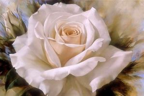 Белые розы картинки