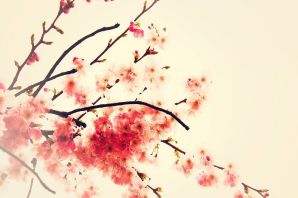 Цветы сакуры картинки