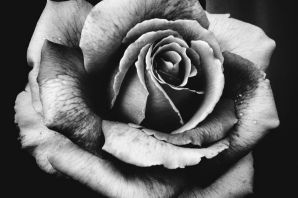 Картинка черно белая роза