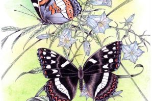 Бабочка на цветке картинка