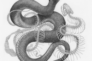 Змея картинка черно белая