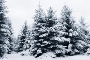 Картинки елки в снегу