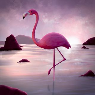 Мультяшные фламинго картинки