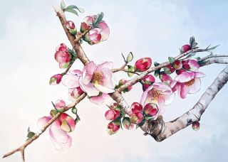 Красивые картинки цветущей яблони