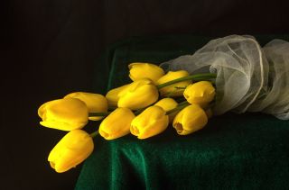 Картинки желтые тюльпаны красивые