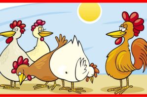 Картинки три курицы смешные