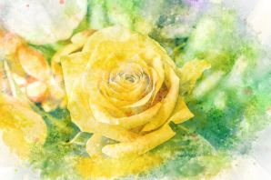 Желтые розы с днем рождения картинки