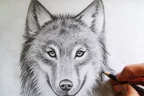 Волк картинки карандашом
