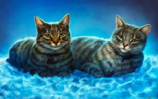 Картинки сибирской кошки