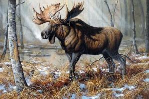 Картинки зимующих животных в лесу