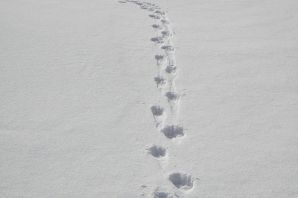 Следы собаки на снегу картинки