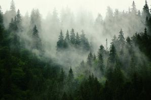Красивые картинки хвойного леса