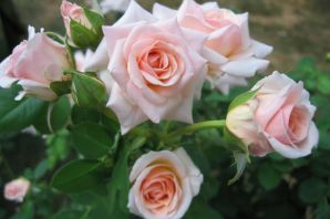 Картинки розы чайные красивые