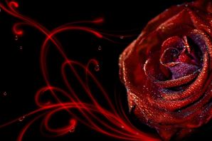 Роза с каплями росы картинки