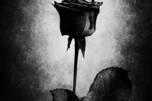 Картинки черная роза