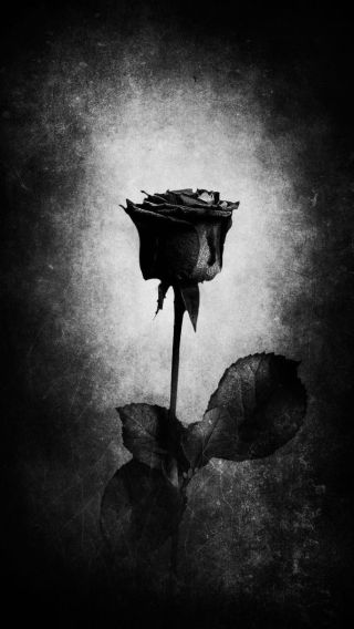 Картинки черная роза