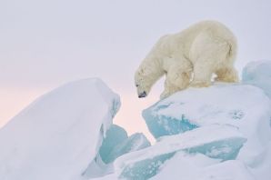 Большой арктический заповедник картинки