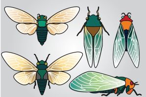 Картинки предметные насекомые