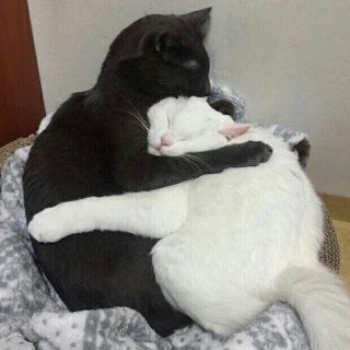 Два котика в обнимку картинки