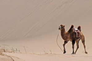 Картинка верблюд в пустыне