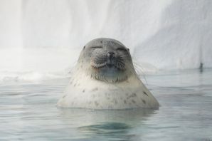 Картинка моржа на севере
