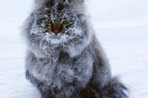 Картинки сибирские котики