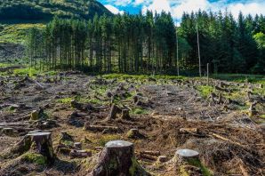 Картинки вырубка лесов