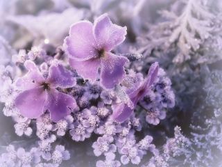 Красивые зимние цветы картинки