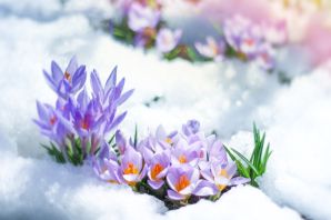 Снежная весна картинки