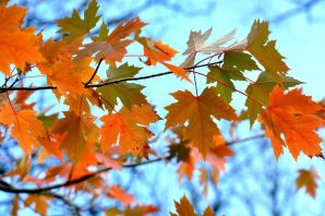Осенний кленовый лист картинки