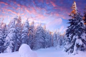Красивые картинки зимний лес