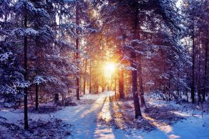Картинки зимний лес