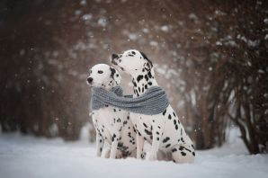 Зимние картинки с животными